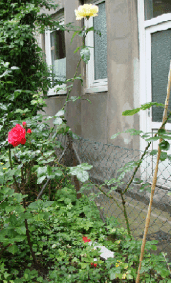 und-noch-ne-Gelbe.gif