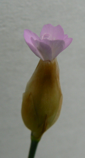 unbekannt_090620.jpg
