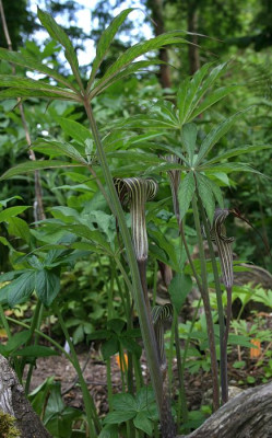 IMG_5292_eArisaema_ciliatum.JPG