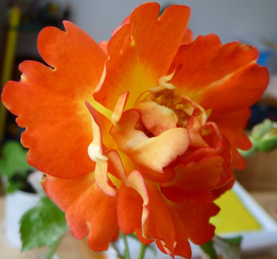 P1010746.JPG
