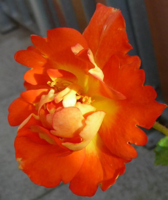 P1010773.JPG