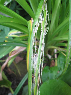 Schneckenfra_08901.jpg