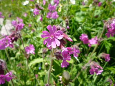 P1000186.jpg