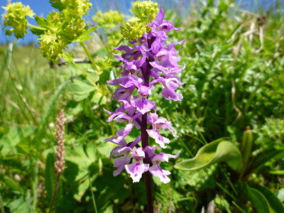 P1000210.jpg