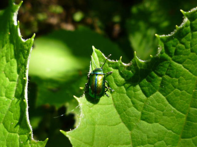 P1000218.jpg