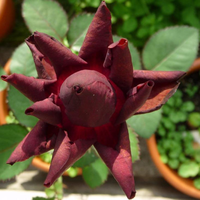 BurgundyVelvet_06_09_nah12.JPG