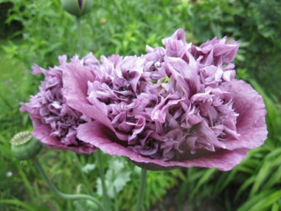Papaver_somniferum__08931.jpg