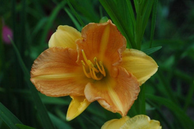 21._06_2009_005.jpg