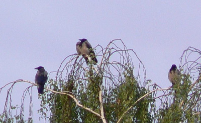 Nebellkrahen_090602_a.jpg