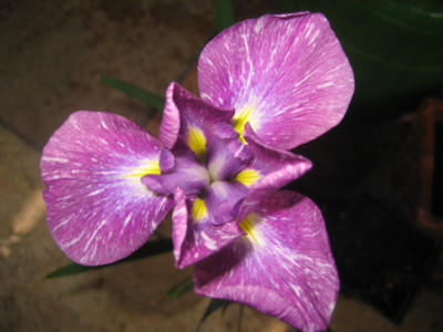 Iris_.jpg