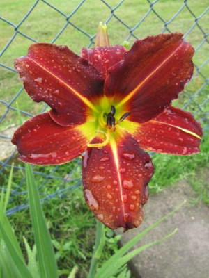 Samar_Starfire_08971.jpg