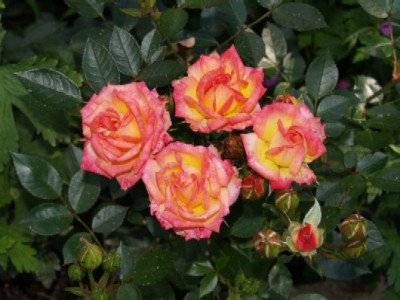 Little_Sunset_Kordes_Zwergrose_bis_40cm.jpg