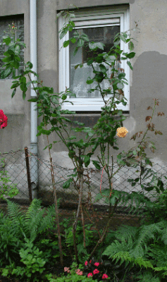 Rote-und-gelbe-Rose.gif