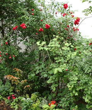 Kletterrose.gif