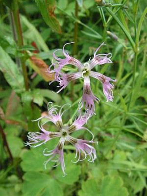 dianthus_superbus8.jpg