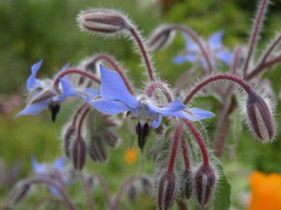 himmelblau.JPG