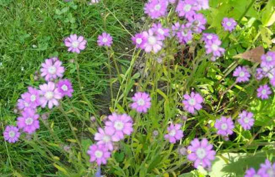 Senecio_polyodon_09.jpg