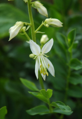 DSC_2771diptam_weiss.jpg
