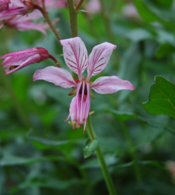 DSC_2793diptam_hellrosa.jpg