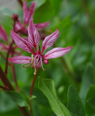 DSC_2799diptam_d.rosa.jpg