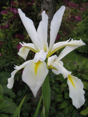 Iris_orientalis_09182.jpg