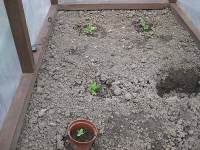 melonenhaus_innen4.jpg