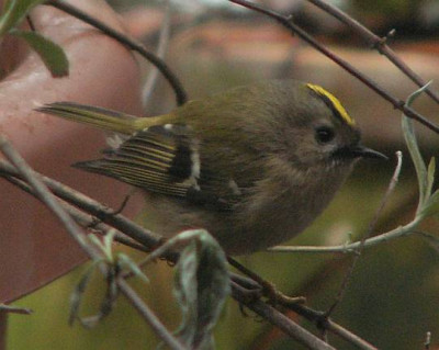 Regulus_regulus_-_Wintergoldhaehnchen_04.jpg