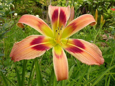 Wild_and_Wonderful_21.6.09.jpg