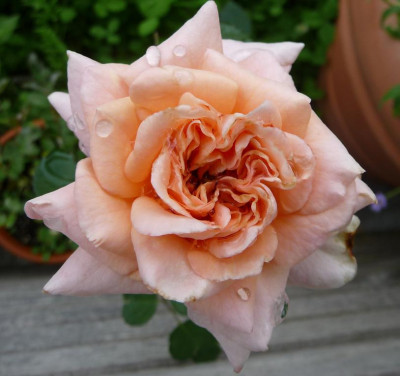 Reve_apricot_06_09_10.JPG