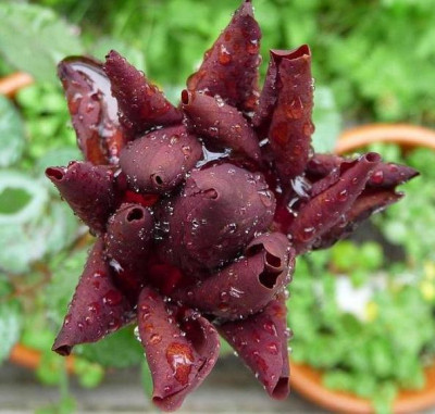 BurgundyVelvet_06_09_nah13.JPG
