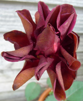 BurgundyVelvet_06_09_nah04_.JPG
