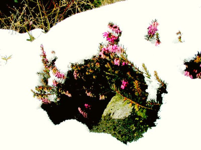 Erica_carnea.jpg