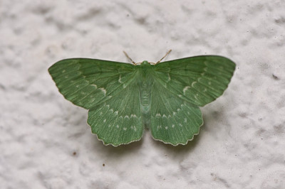 Gruener-Schmetterling-Jun2209.jpg