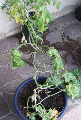 gurke220601.jpg