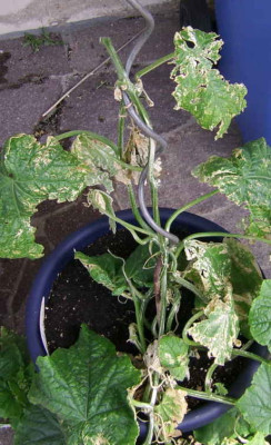 gurke220602.jpg