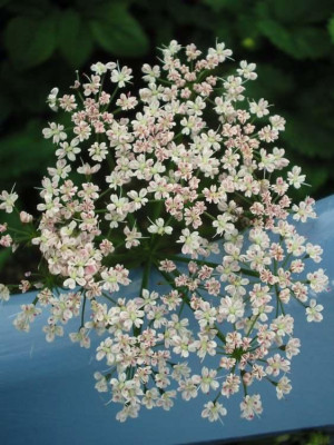 Giersch_rosa_1.jpg