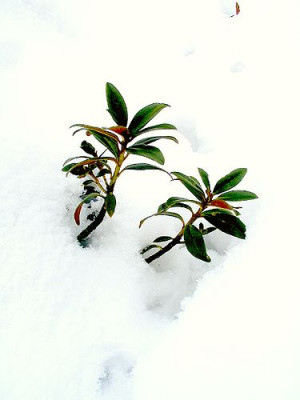 Rhododendron_ferrugineum_im_Schnee.jpg