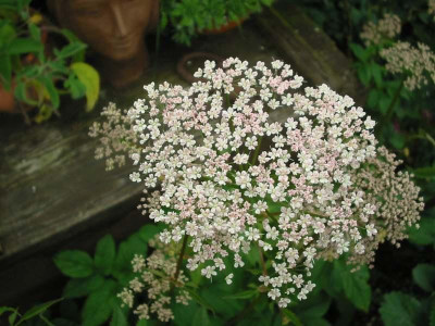 Giersch_rosa_2.jpg