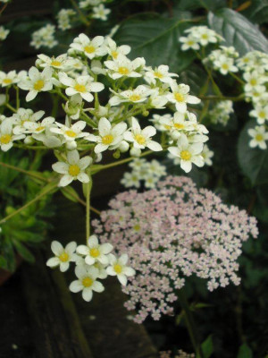 Giersch_rosa_3.jpg