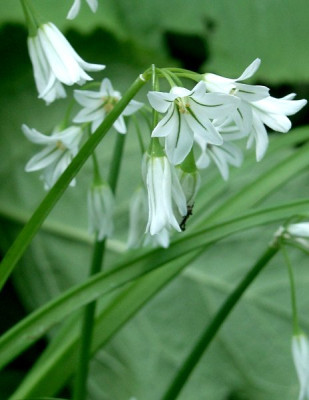 05310009_eAllium_triquetrum.JPG