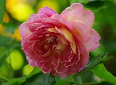 IMGP2782.jpg