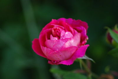 IMGP2785.jpg