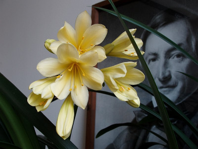 clivia_miniata_citrina.jpg