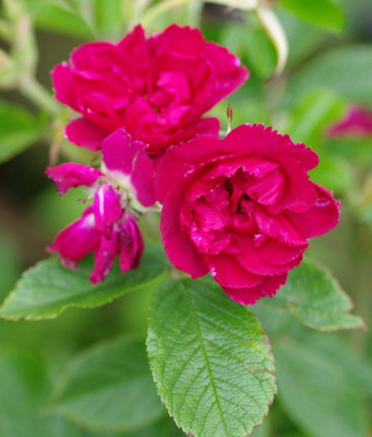 IMGP2701.jpg