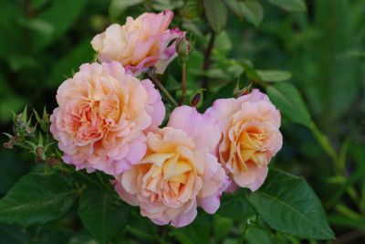IMGP2795.jpg