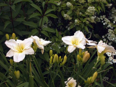 White_Temptation0011.jpg