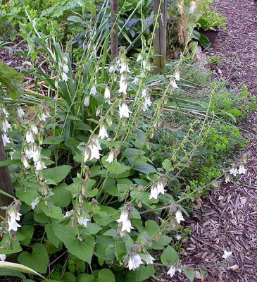 Campanula_alliariifolia_22.6.09.jpg