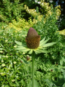 Ettenbuehl09.jpg