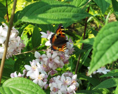 Spiere_mit_Schmetterling.jpg