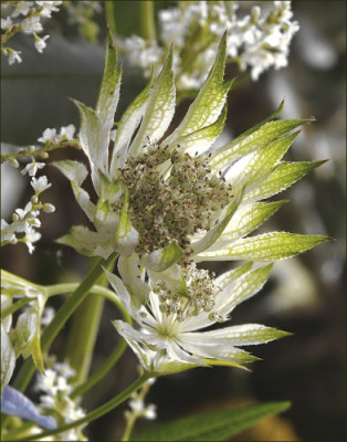 Astrantia_xP.jpg
